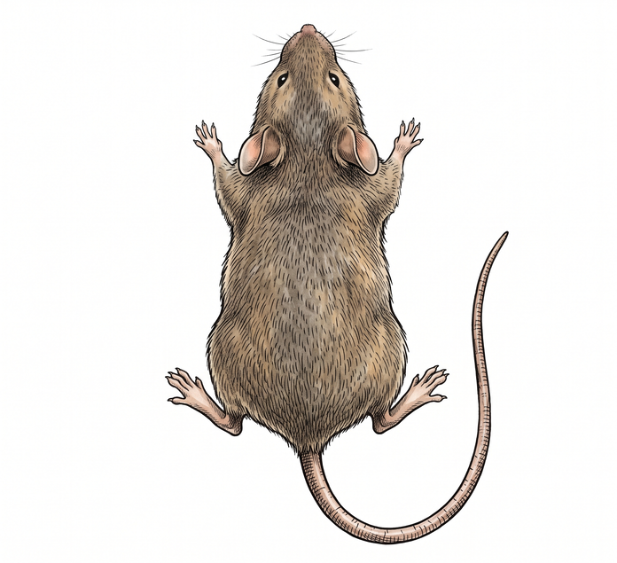 House mouse close-up