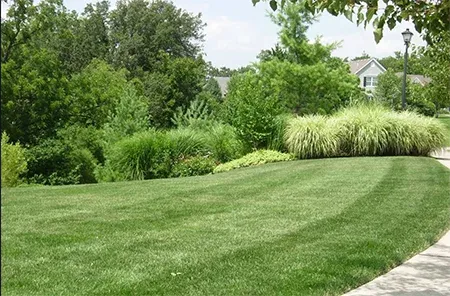 green healthy grass