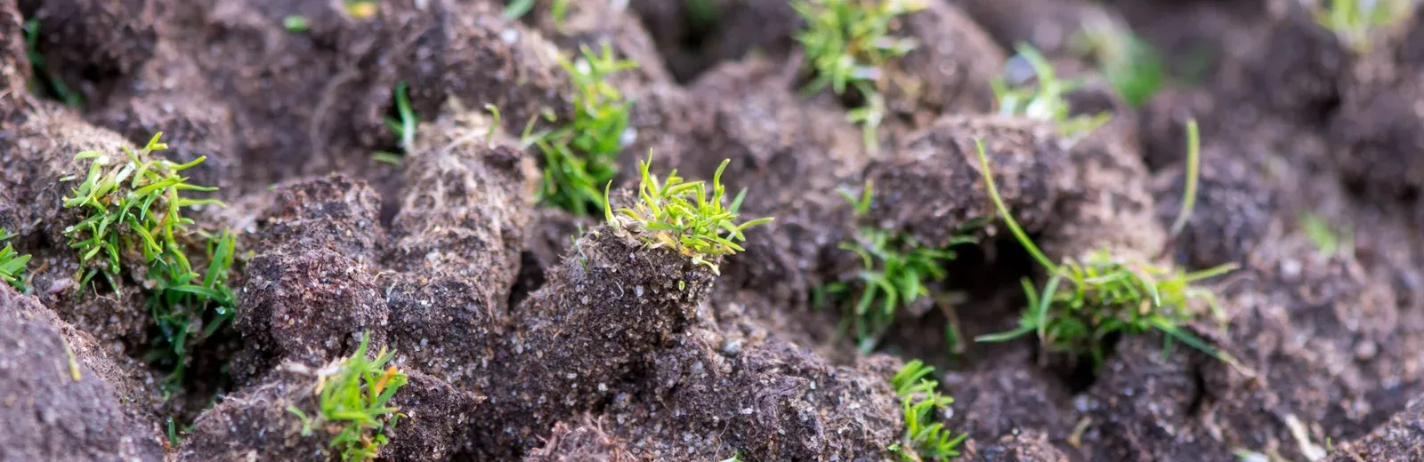 aeration lawn plugs