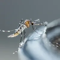 mosquito on glass