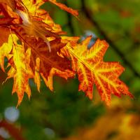 Fall Foilage