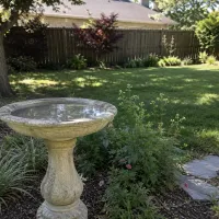 birdbath in the backyard