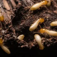 termites on wood