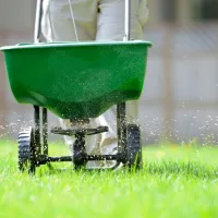 Fertilizer being applied to a lawn