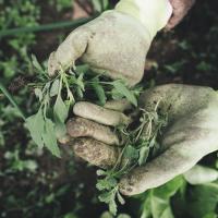Manually Pulling Weeds