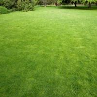 Healthy, Green Alabama Lawn