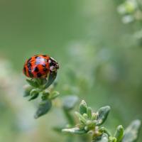 Ladybug on Garden Herb