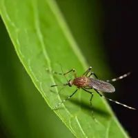 mosquito sitting on a green leaf