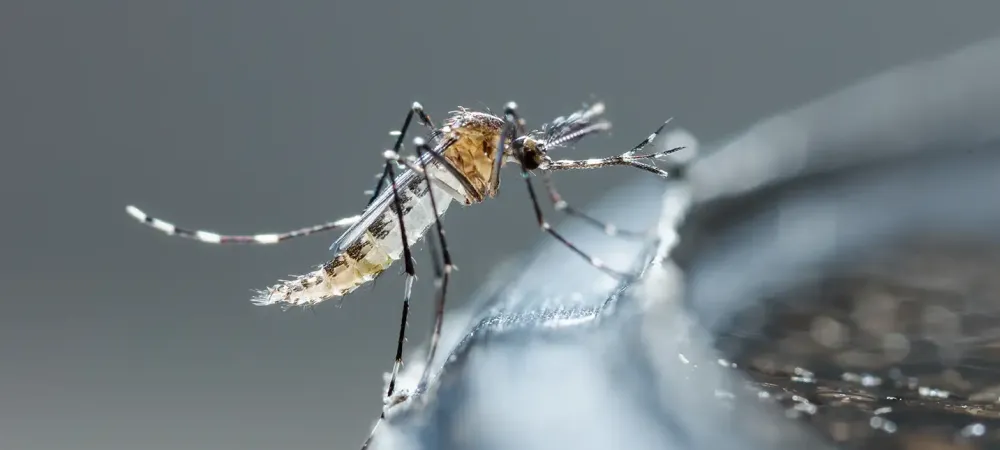 mosquito on glass