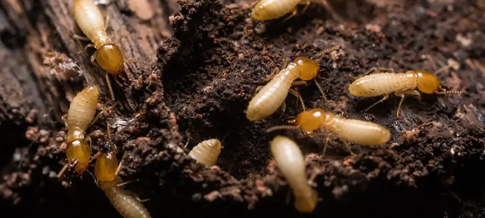 termites on wood