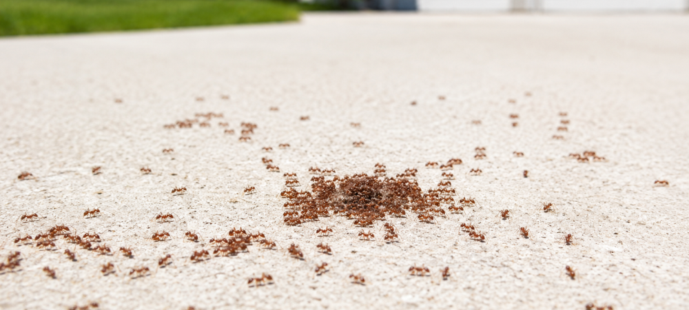 fire ants on a driveway