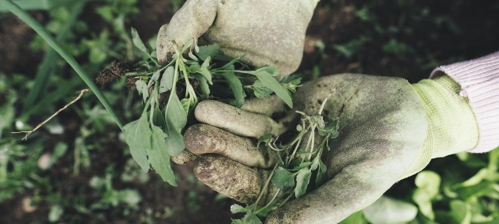 Manually Pulling Weeds