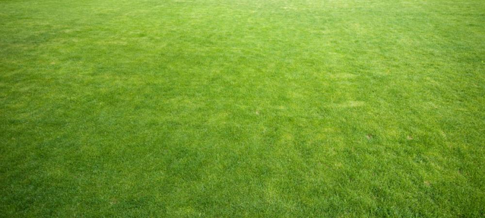 Healthy, Green Alabama Lawn
