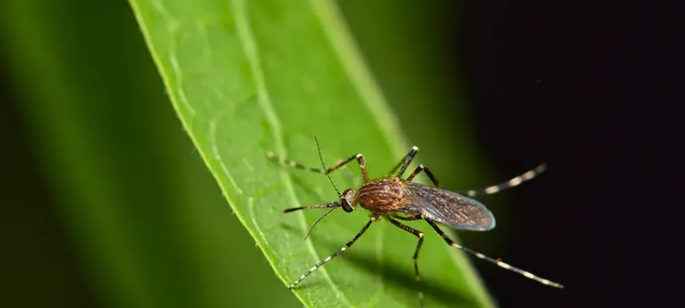 mosquito sitting on a green leaf