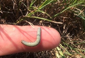 armyworm