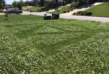lawn