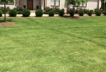 lawn
