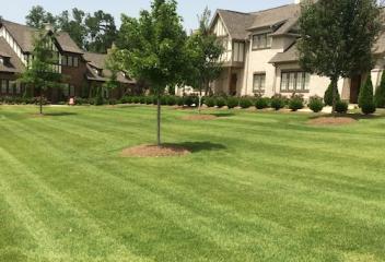 lawn