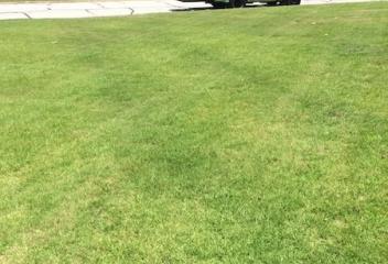 lawn