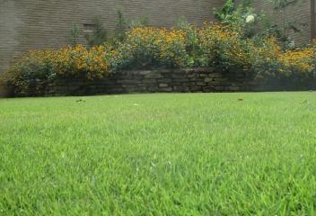 lawn