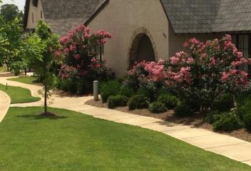 tree and shrub