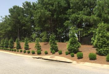 tree and shrub