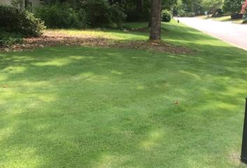 lawn