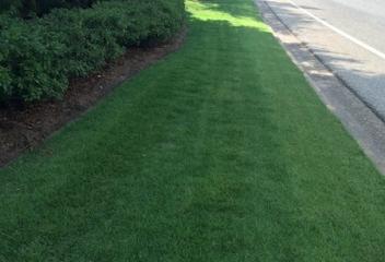 lawn