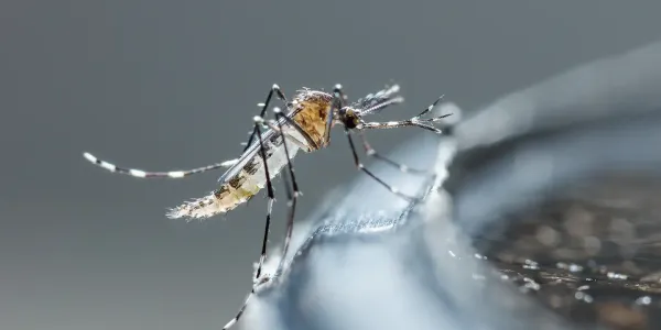 mosquito on glass