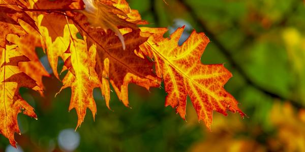 Fall Foilage