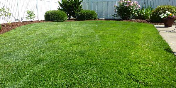 Backyard with Healthy, Green Grass