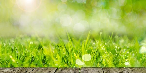 Grass Growing in Front of Porch