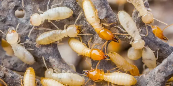 group of termites