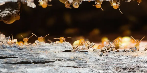 termites in wood