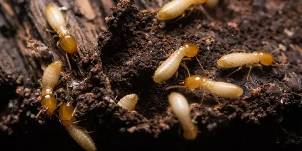 termites on wood