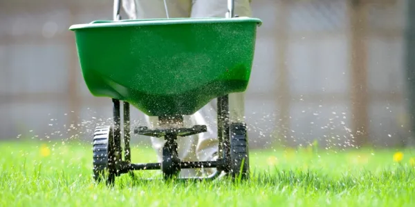 Fertilizer being applied to a lawn