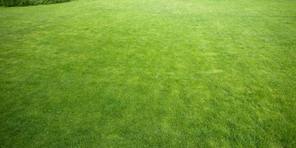 Healthy, Green Alabama Lawn