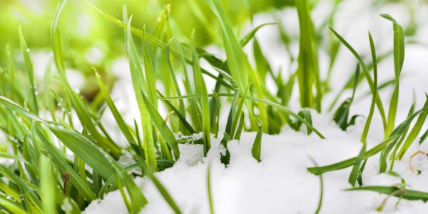 Grass growing through snow cover