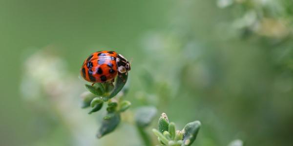 Ladybug on Garden Herb