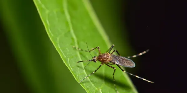 mosquito sitting on a green leaf